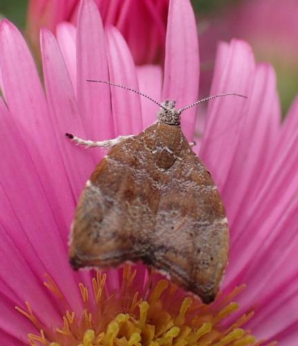 Réf. 152 888 : Choreutis nemorana