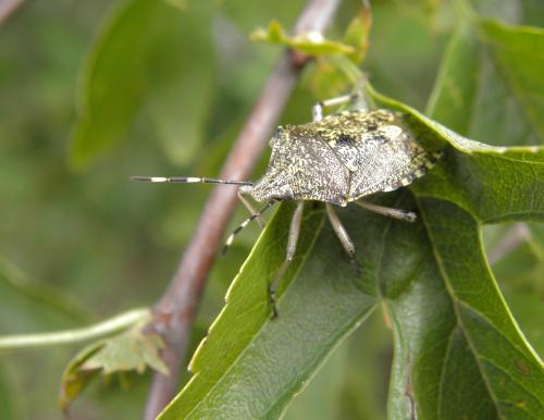 Rhaphigaster nebulosa