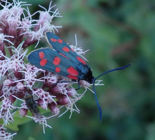Réf. 152 963 : Zygaena transalpina