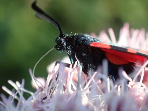 Réf. 152 964 : Zygaena transalpina