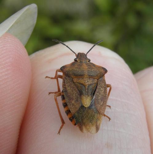 Carpocoris purpureipennis