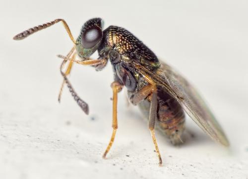 Réf. 152 848 : Bothriothorax sp.