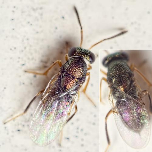 Réf. 152 850 : Bothriothorax sp.