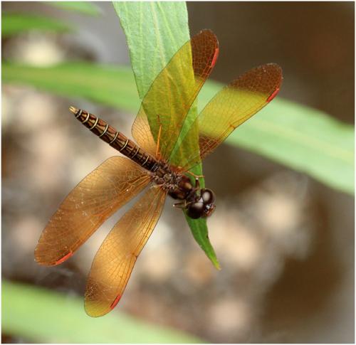 Réf. 152 485 : Perithemis mooma