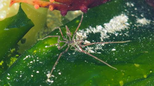 Nymphon gracile