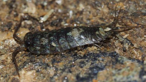Réf. 152 395 : Ligia oceanica