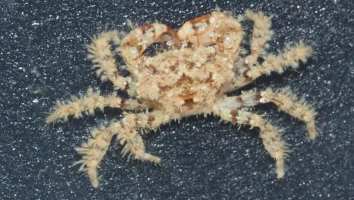 Réf. 152 407 : Pilumnus hirtellus