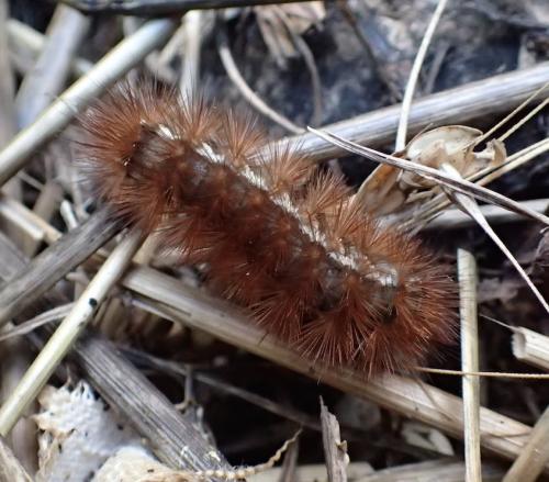 Spilosoma lutea