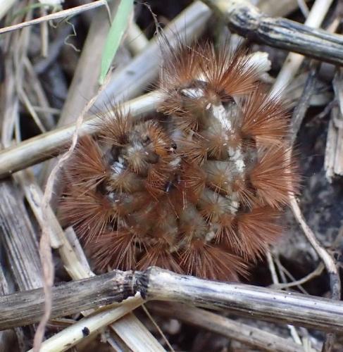 Spilosoma lutea