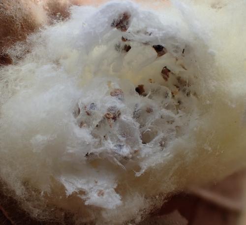 Réf. 152 349 : Microgastrinae inconnu