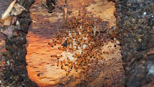 Temnothorax nylanderi