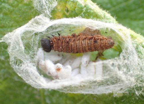Réf. 152 347 : Microgastrinae inconnu