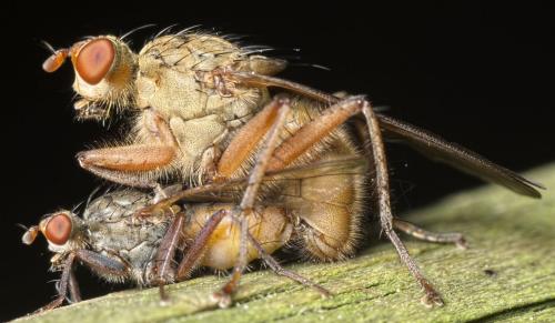 Scathophaga furcata