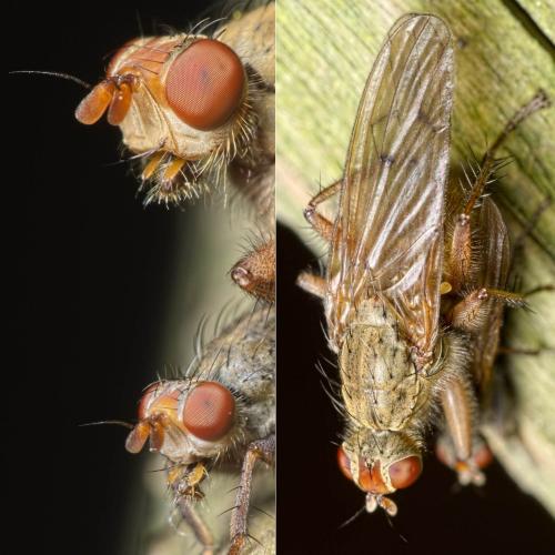 Réf. 152 236 : Scathophaga furcata