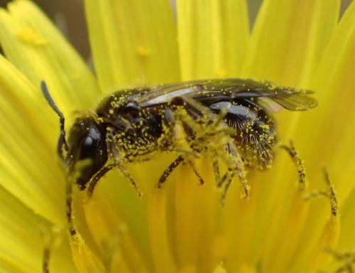 Lasioglossum sp.