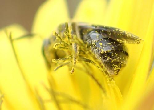 Lasioglossum sp.