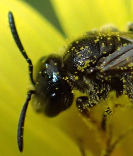 Lasioglossum sp.
