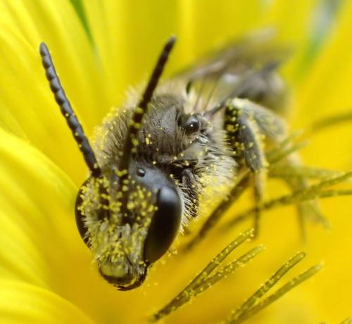 Réf. 152 099 : Lasioglossum sp.