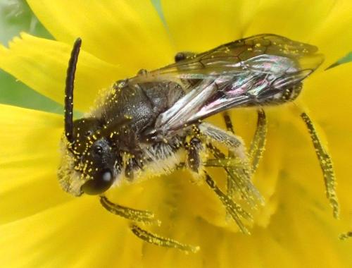 Réf. 152 098 : Lasioglossum sp.