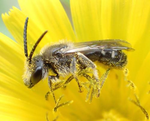 Réf. 152 097 : Lasioglossum sp.