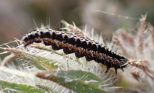 Réf. 152 497 : Ethmia bipunctella
