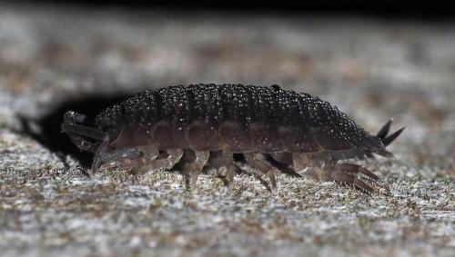 Porcellio scaber