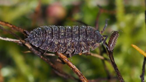 Porcellio scaber