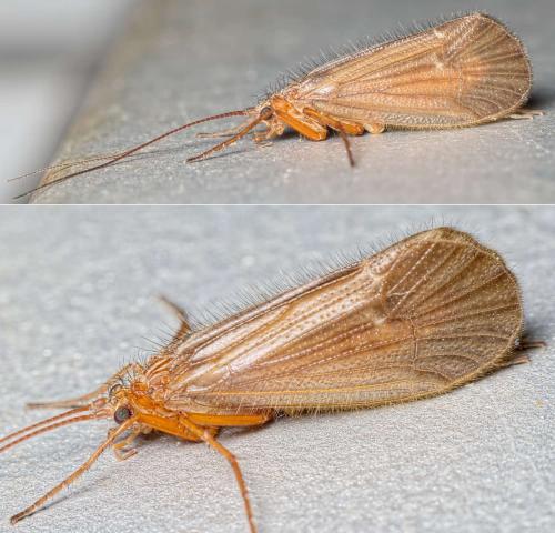 Réf. 152 444 : Chaetopteryx sp.