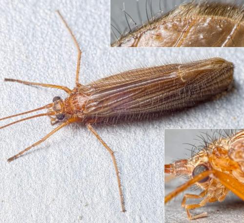 Réf. 152 445 : Chaetopteryx sp.
