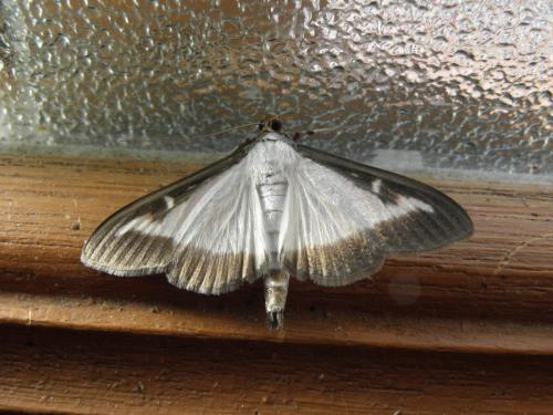 Cydalima perspectalis