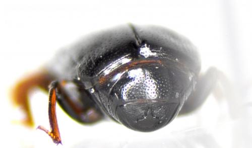Réf. 152 922 : Paromalus parallelepipedus
