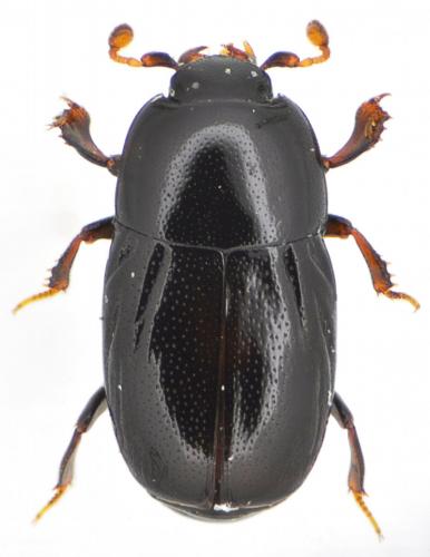 Réf. 152 874 : Paromalus parallelepipedus