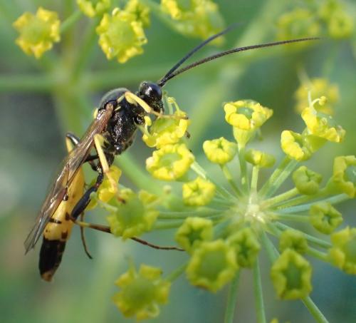 Diphyus sp.