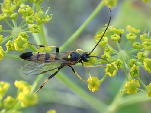 Diphyus sp.