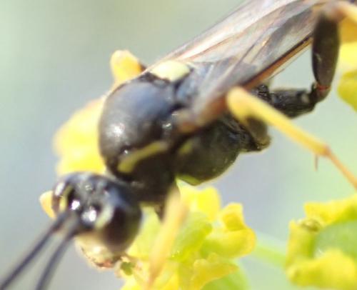 Diphyus sp.