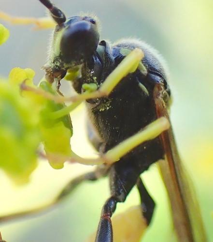 Diphyus sp.