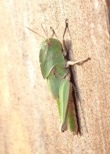 Réf. 152 492 : Locusta migratoria