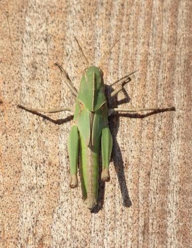 Réf. 152 493 : Locusta migratoria