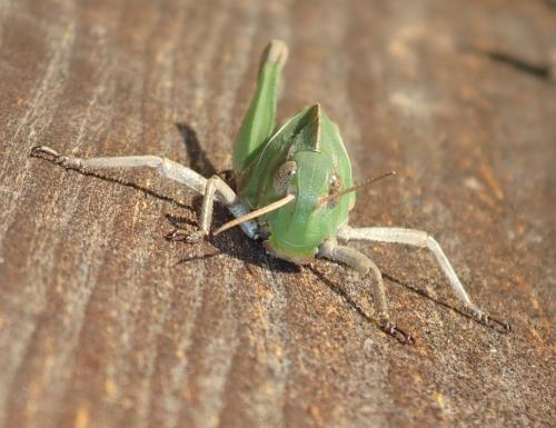 Réf. 152 494 : Locusta migratoria