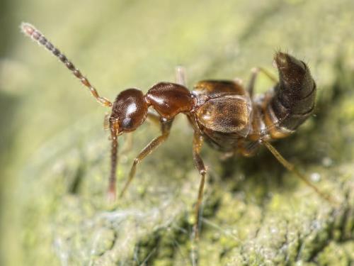 Réf. 152 680 : Myrmecocephalus concinnus