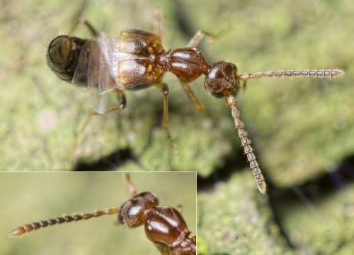 Réf. 152 681 : Myrmecocephalus concinnus