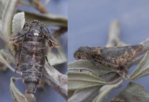 Agriopis aurantiaria