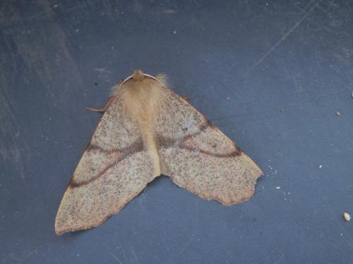 Colotois pennaria