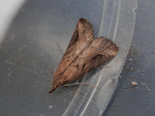Schrankia costaestrigalis