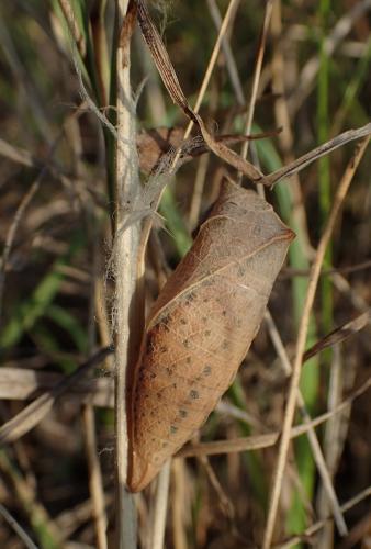 Réf. 152 830 : Iphiclides podalirius