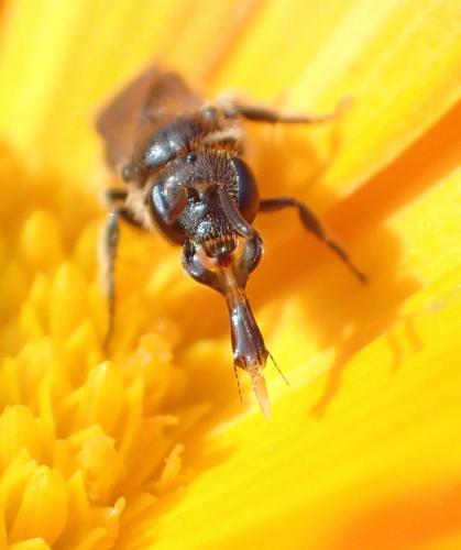 Réf. 152 842 : Lasioglossum sp.