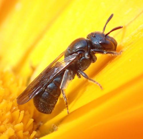 Ceratina cyanea