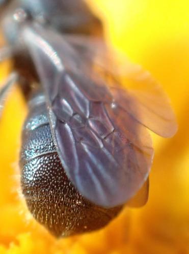 Ceratina cyanea