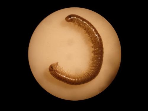 Réf. 152 971 : Cylindroiulus truncorum