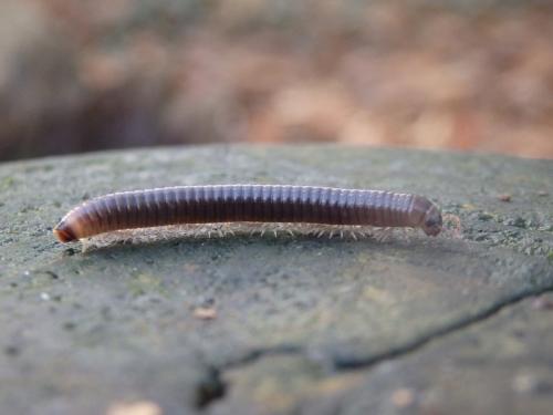 Cylindroiulus londinensis